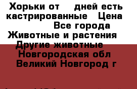   Хорьки от 35 дней есть кастрированные › Цена ­ 2 000 - Все города Животные и растения » Другие животные   . Новгородская обл.,Великий Новгород г.